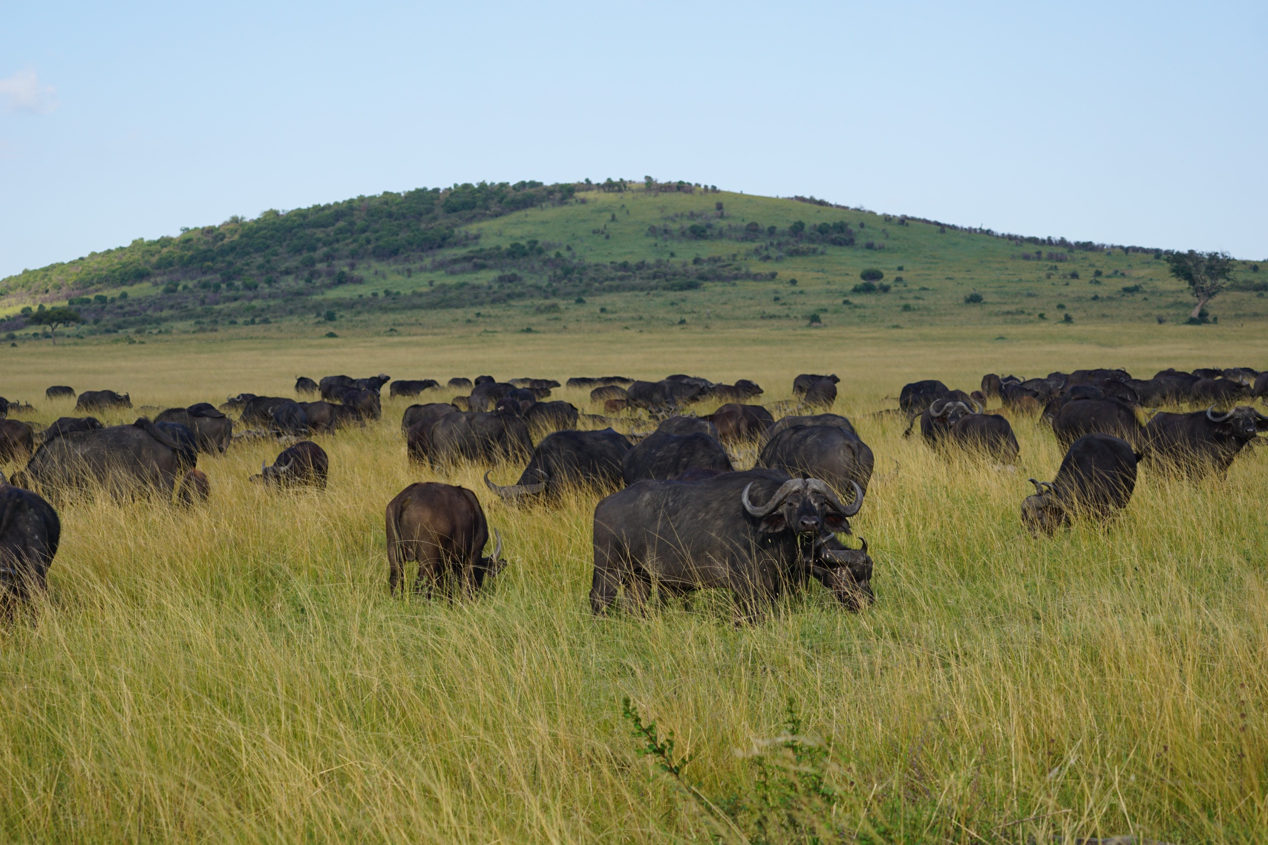 Amboseli, Kenya
