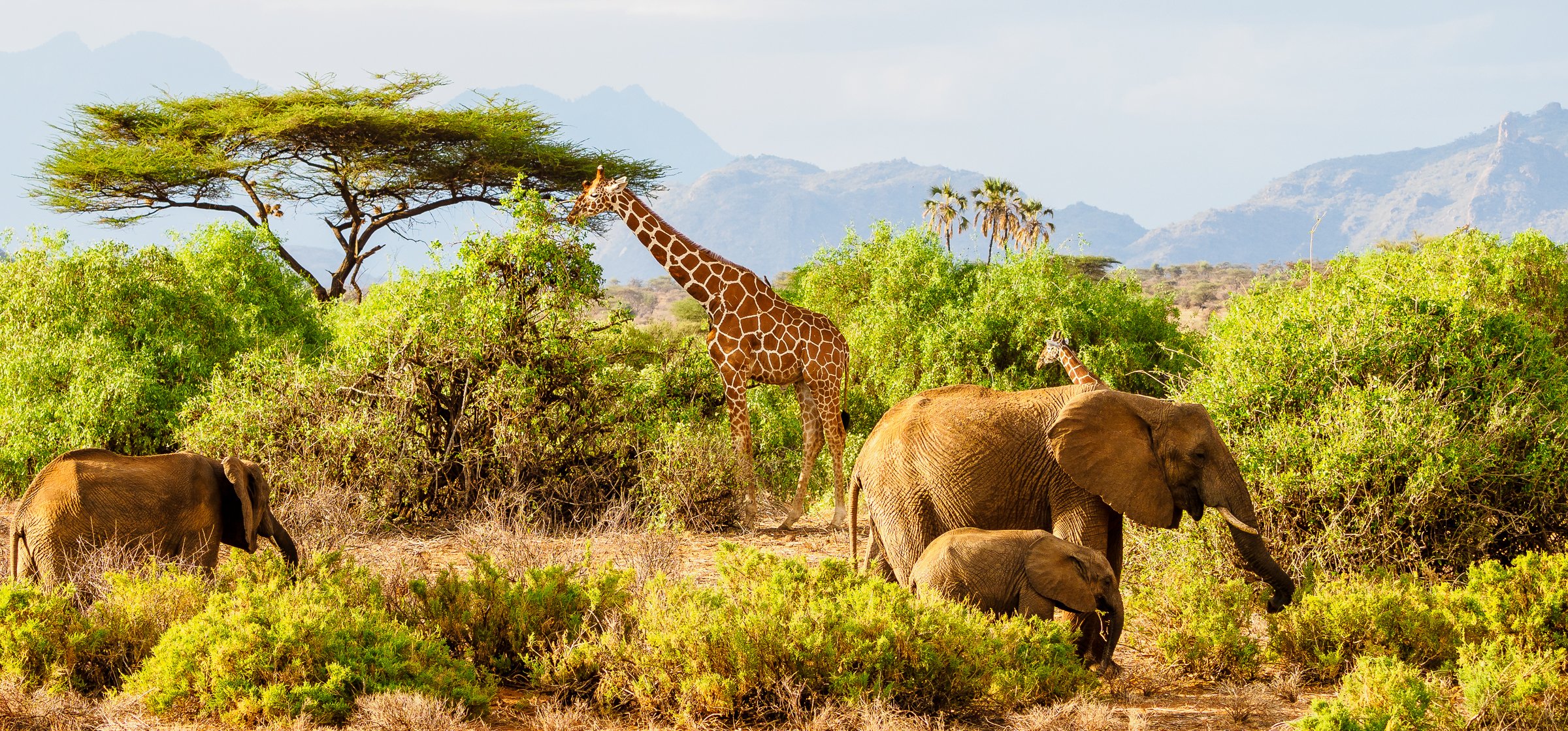 Amboseli