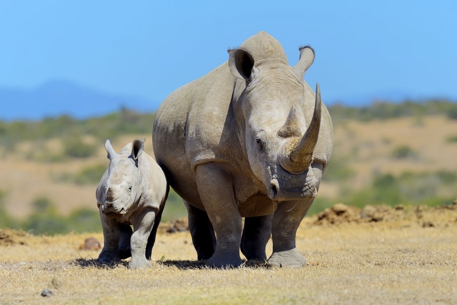 Ol Pejeta