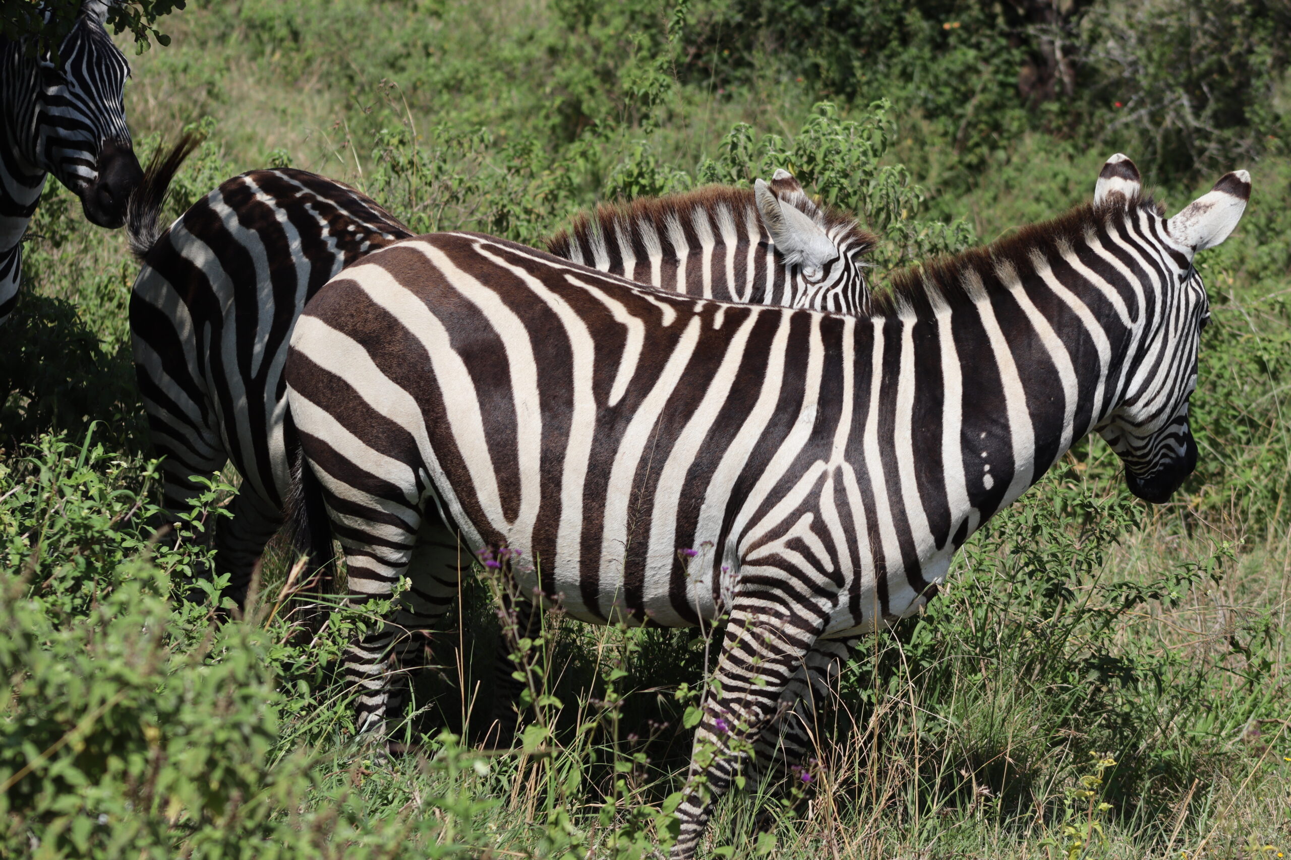 Samburu