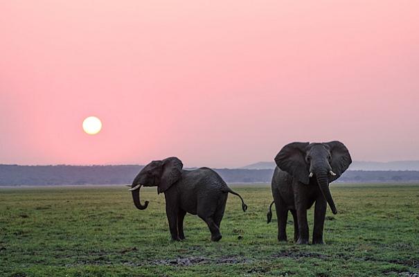 5 Days Amboseli, Naivasha & Nakuru