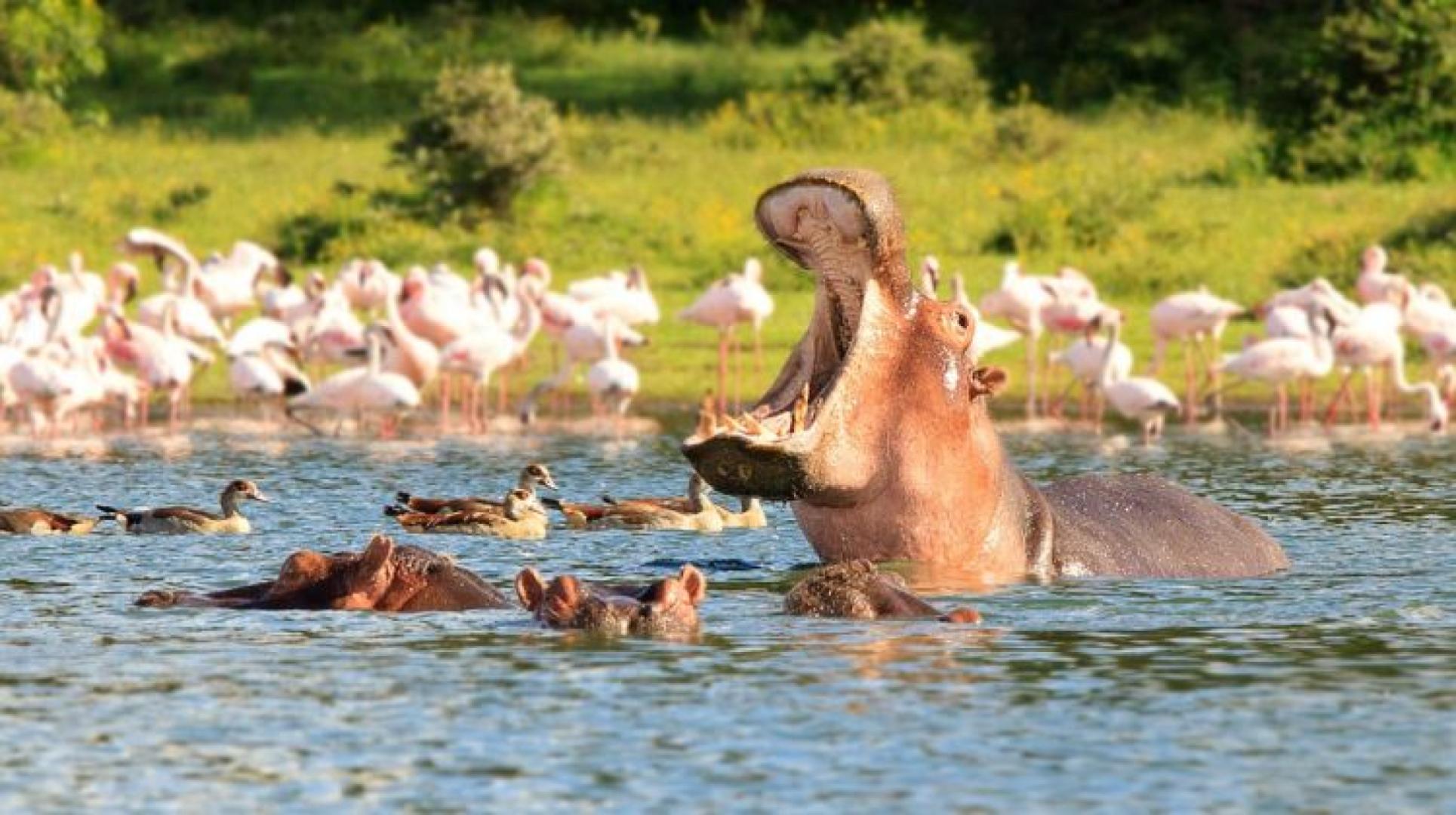 5 Days Amboseli, Naivasha & Nakuru