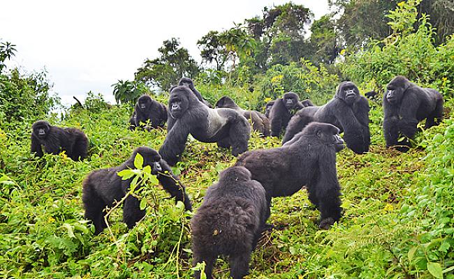 Uganda