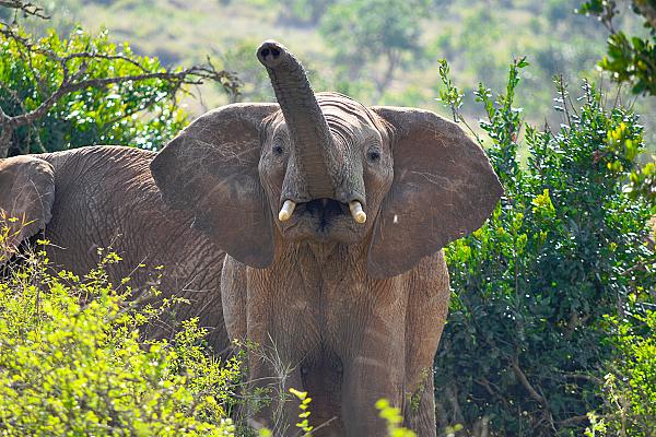 The Ultimate Kenya Big Five Safari
