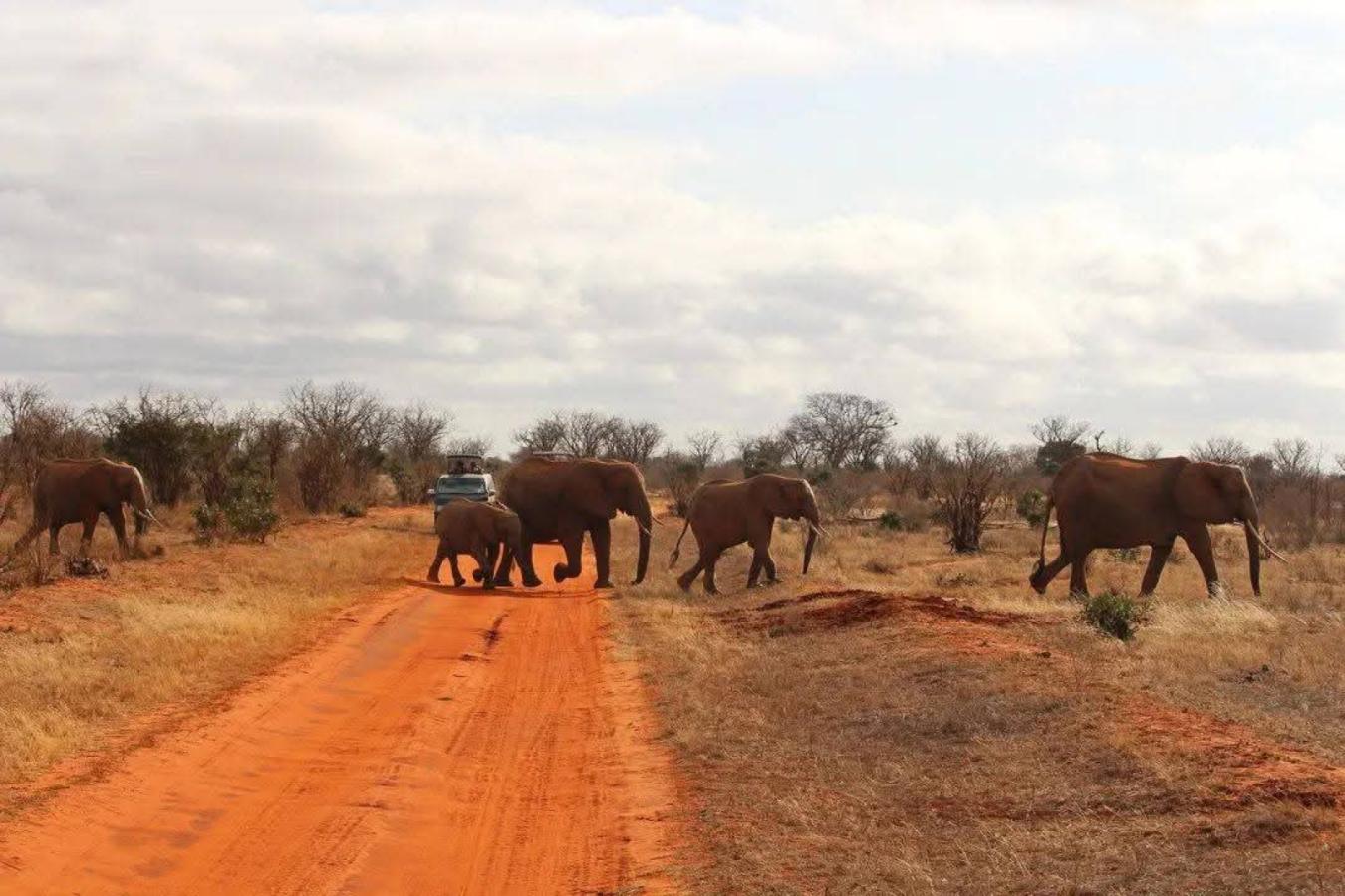 How Community Conservancies Are Saving Kenya's Wildlife