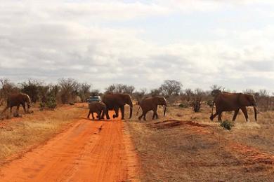 How Community Conservancies Are Saving Kenya's Wildlife