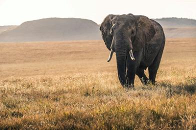 Samburu & the Northern Frontier: Kenya's Wild, Untamed North