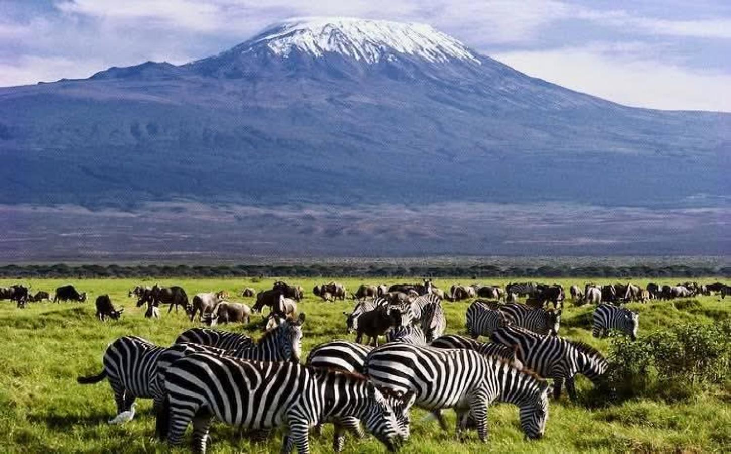 The Best Time to Visit Kenya for a Safari: A Month-by-Month Guide