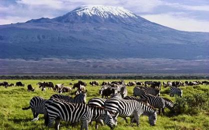 The Best Time to Visit Kenya for a Safari: A Month-by-Month Guide