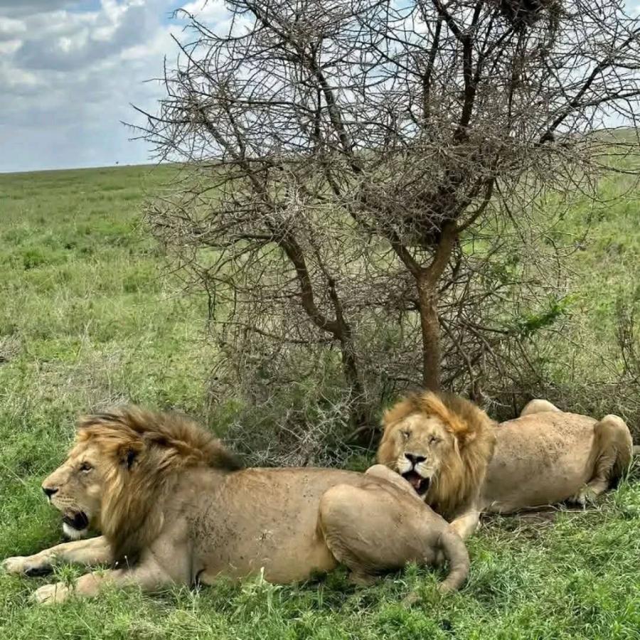 Discover the Incredible Wildlife of Maasai Mara National Reserve
