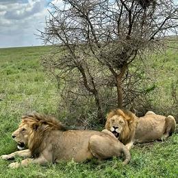 Discover the Incredible Wildlife of Maasai Mara National Reserve