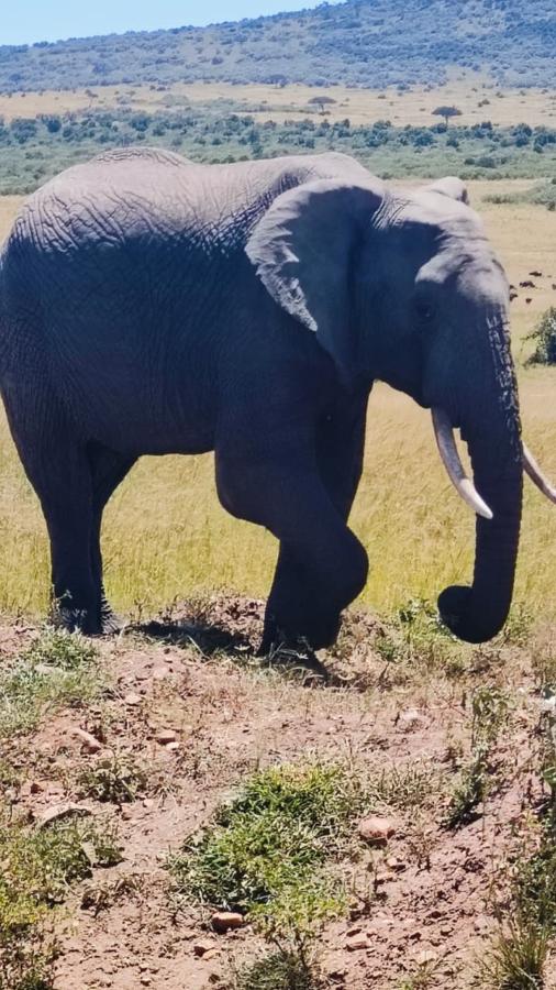 Maasai Mara Safari Guide: Big Five, Great Wildebeest Migration & Wildlife Adventures