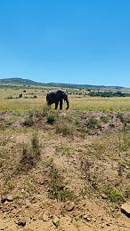 Best Time to Visit Kenya for a Safari: A Month-by-Month Guide