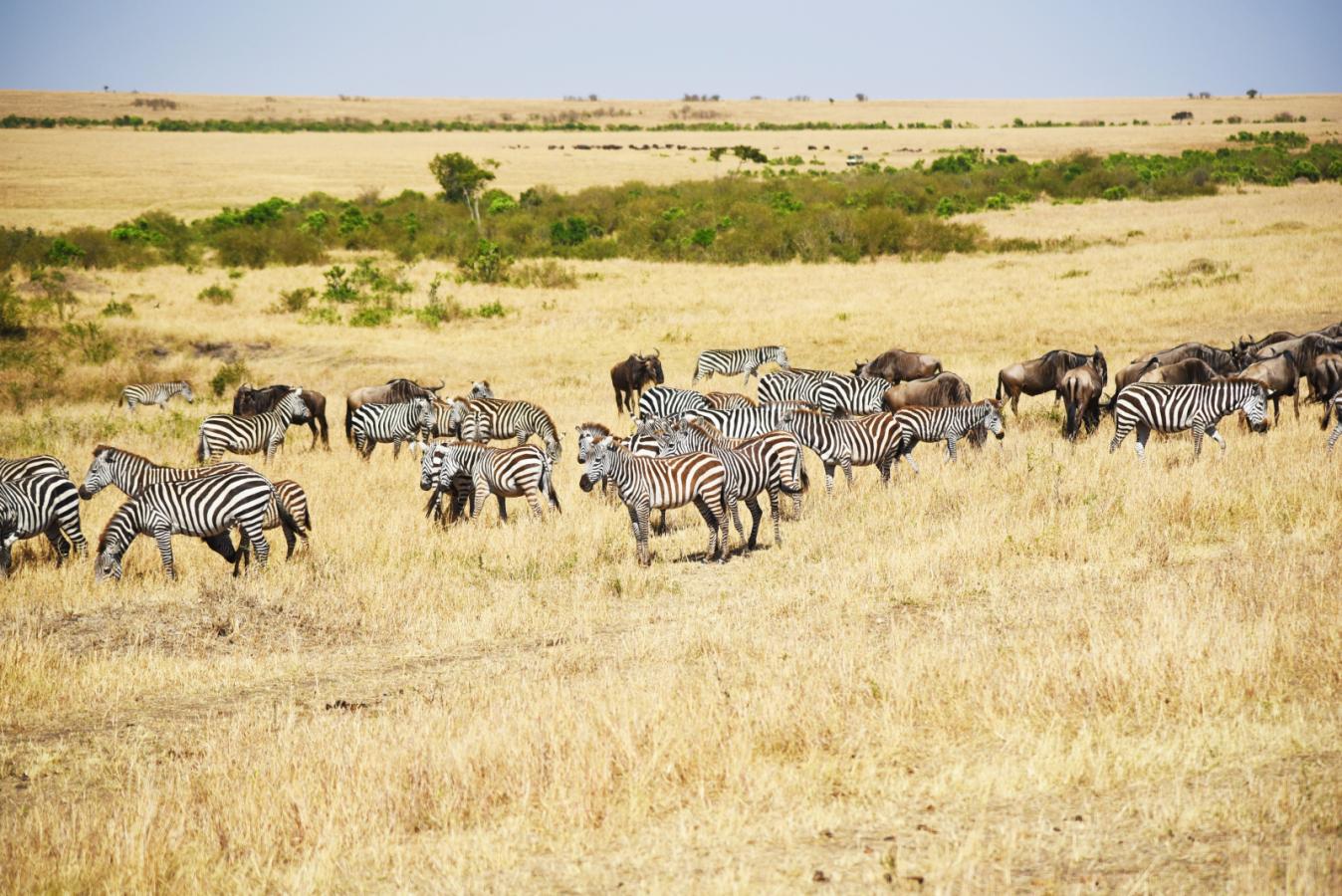 The Ultimate Maasai Mara Safari Guide (2026): Everything You Need to Know Before You Go