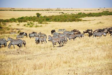 The Ultimate Maasai Mara Safari Guide (2026): Everything You Need to Know Before You Go