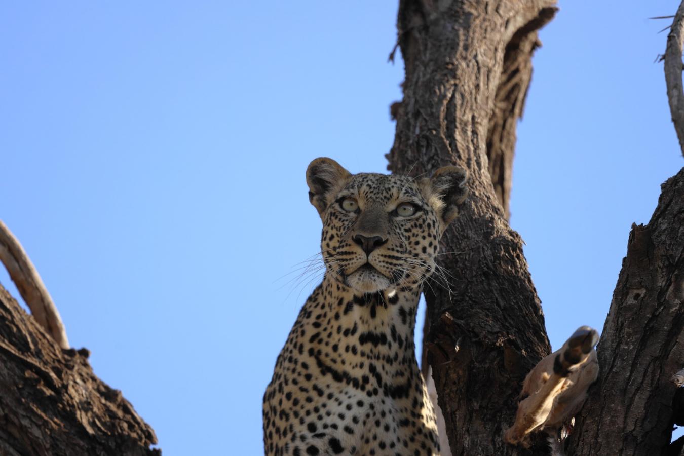 Halal Safari in Kenya: The Complete Guide for Muslim Travellers