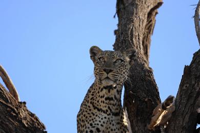 Halal Safari in Kenya: The Complete Guide for Muslim Travellers