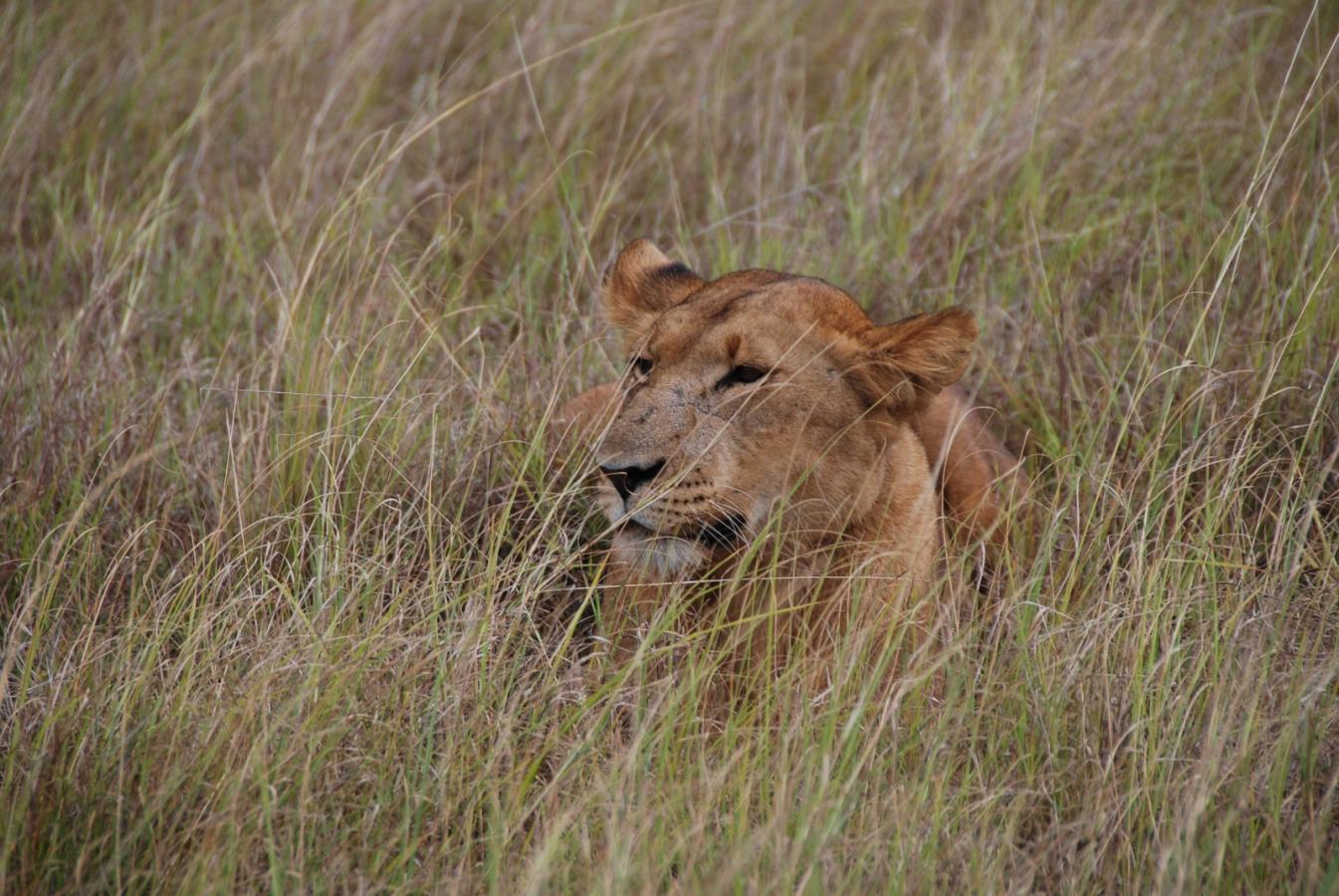 Kenya Safari from Saudi Arabia: How to Plan the Perfect Trip