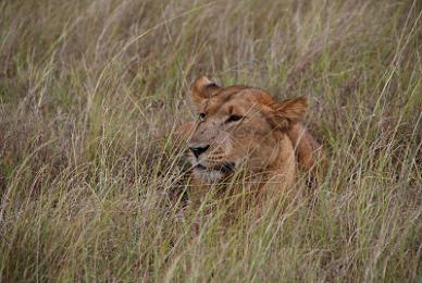 Kenya Safari from Saudi Arabia: How to Plan the Perfect Trip