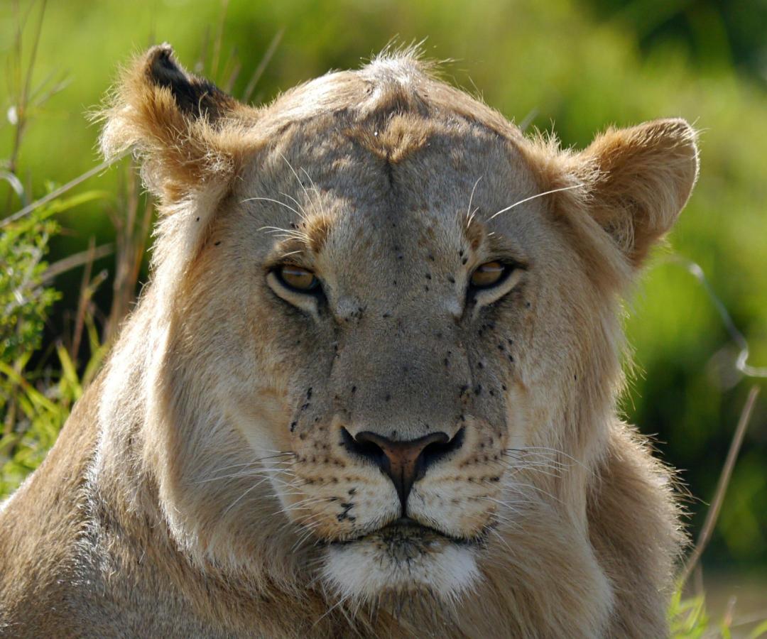 Best Time for Gulf Families to Visit Kenya (Summer & Eid Safaris)