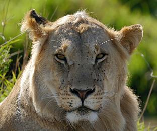 Best Time for Gulf Families to Visit Kenya (Summer & Eid Safaris)