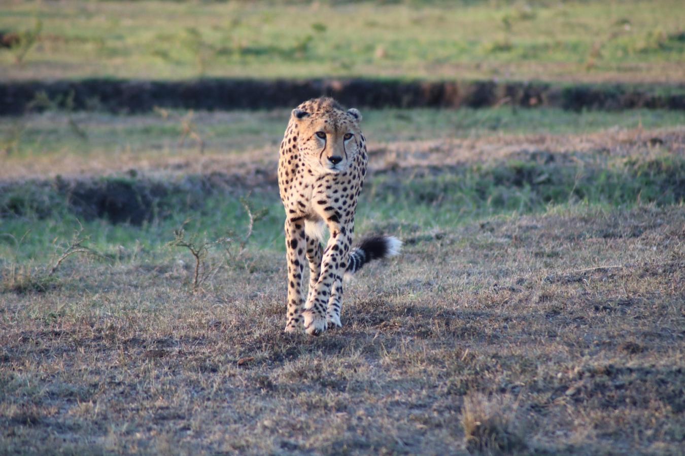 Kenya Safari from the UAE A Complete Guide for Dubai & Abu Dhabi Travellers