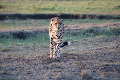 Kenya Safari from the UAE A Complete Guide for Dubai & Abu Dhabi Travellers