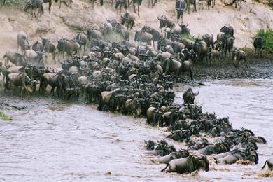 Family Safari in Kenya: A Complete Guide to Travelling with Children