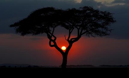 How Much Does a Kenya Safari Cost A Complete 2026 Price Guide