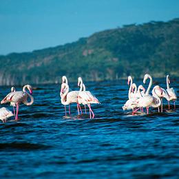 Lake Nakuru National Park Flamingos, Rhinos & Rift Valley Beauty