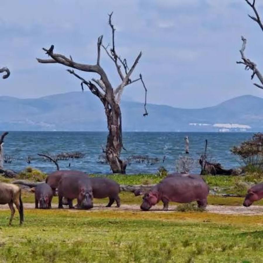 Lake Naivasha: Boat Safaris, Hippos & Crescent Island