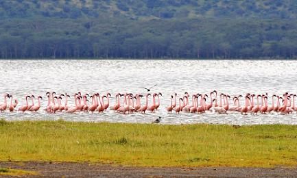 Kenya Safari Packages 2026/2027 | Prices, Itineraries & Guide