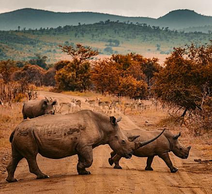 3 Days Maasai Mara Safari