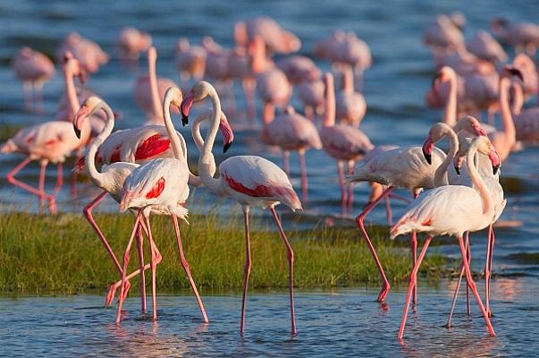 4 Days Mara & Lake Nakuru